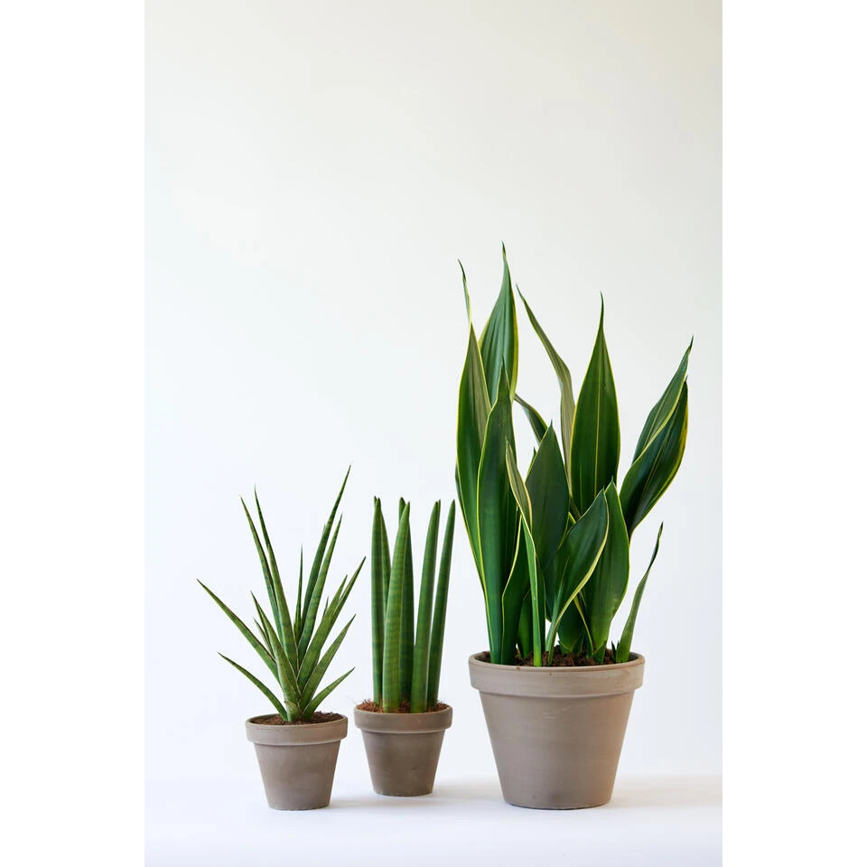 Sansevieria 'Black Coral' - Pot 9 Cm - ↕35 Cm 4 Sansevieria 'Black Coral' - Pot 9 Cm - ↕35 Cm - Afbeelding 2