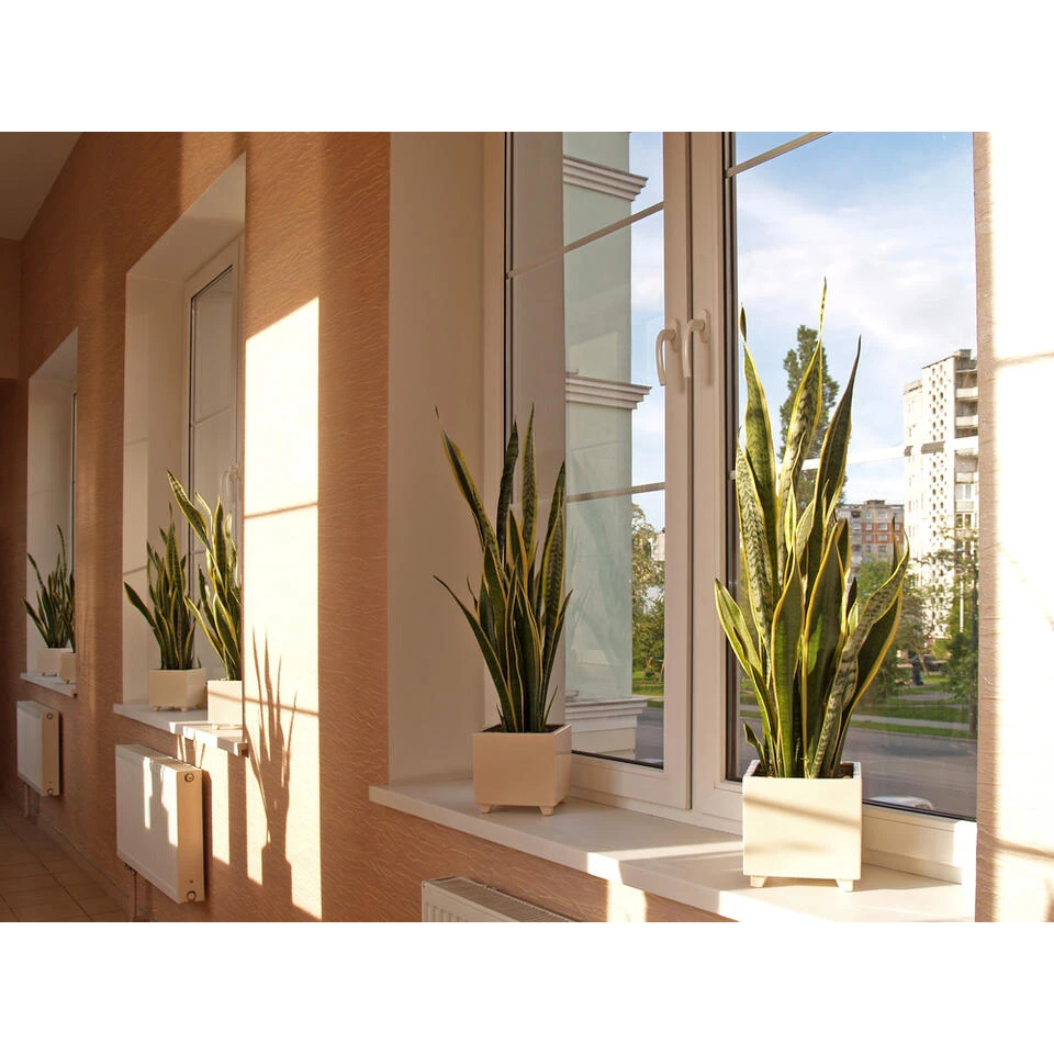 Sansevieria 'Black Coral' - Pot 9 Cm - ↕35 Cm 5 Sansevieria 'Black Coral' - Pot 9 Cm - ↕35 Cm - Afbeelding 3