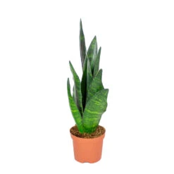 Sansevieria 'Black Coral' - Pot 9 Cm - β35 Cm