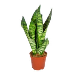 Sansevieria 'Zeylanica' - Pot 12 Cm - β45 Cm
