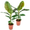2x Musa Cavendish - Bananenplant - ⌀21 Cm - ↕90-100 Cm -Prospeli Winkel 1239889720
