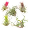 5x Tillandsia Mix - Luchtplantjes - Onderhoudsvriendelijk 1 5x Tillandsia Mix - Luchtplantjes - Onderhoudsvriendelijk -Prospeli Winkel 1263973608