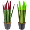 Sansevieria Velvet Touch - Vrouwentong 2x - Pot 9 Cm - ↕35 Cm -Prospeli Winkel 1271191778