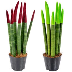 Sansevieria Velvet Touch - Vrouwentong 2x - Pot 9 Cm - β35 Cm