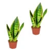 Sansevieria 'Suba' 2x - Pot 9 Cm - ↕35 Cm 2 Sansevieria 'Suba' 2x - Pot 9 Cm - ↕35 Cm -Prospeli Winkel 1293707074