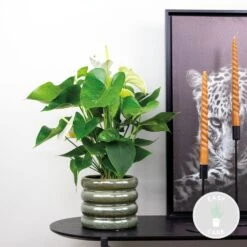 Prospeli Winkel -Prospeli Winkel 1306315480 0101