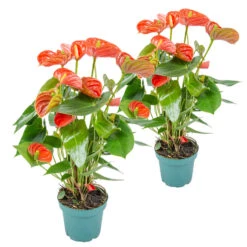 2x Anthurium 'Aristo' Oranje – Flamingoplant - ⌀14 Cm - ↕45-55 Cm