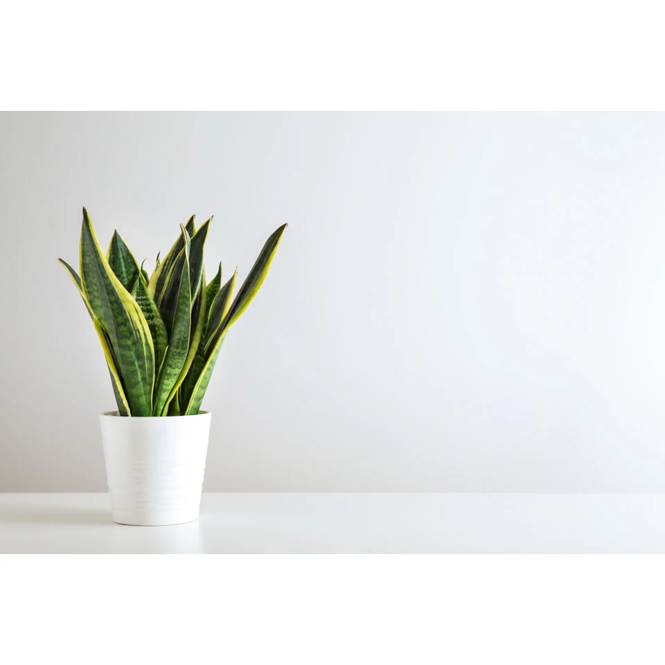 Sansevieria 'Zeylanica' - Pot 9 Cm - ↕35 Cm 4 Sansevieria 'Zeylanica' - Pot 9 Cm - ↕35 Cm - Afbeelding 2