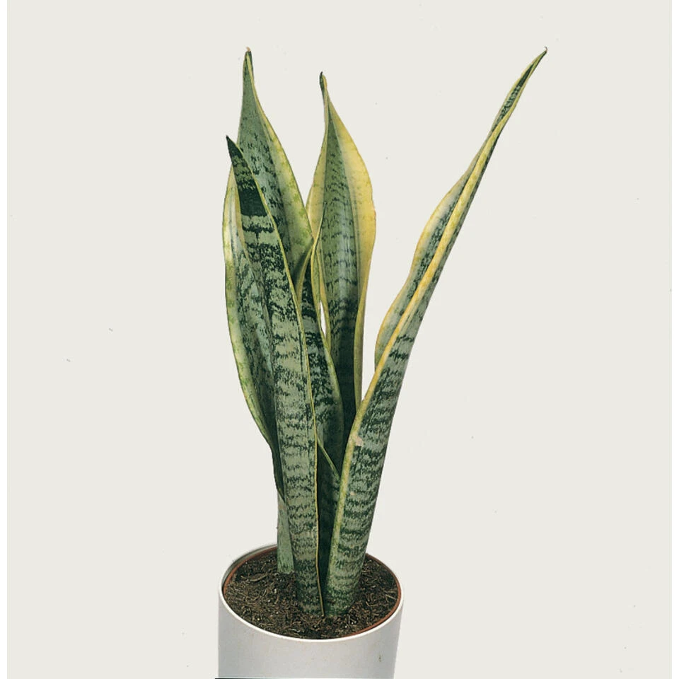 Sansevieria 'Zeylanica' - Pot 9 Cm - ↕35 Cm 6 Sansevieria 'Zeylanica' - Pot 9 Cm - ↕35 Cm - Afbeelding 4