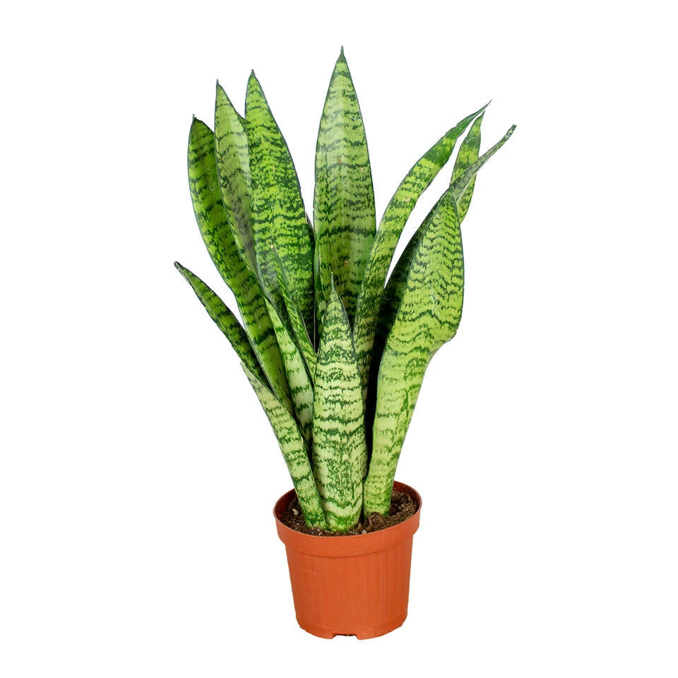 Sansevieria 'Zeylanica' - Pot 9 Cm - ↕35 Cm 3 Sansevieria 'Zeylanica' - Pot 9 Cm - ↕35 Cm