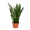 Sansevieria 'Black Coral' - Pot 12 Cm - ↕45 Cm 1 Sansevieria 'Black Coral' - Pot 12 Cm - ↕45 Cm -Prospeli Winkel 1340109551