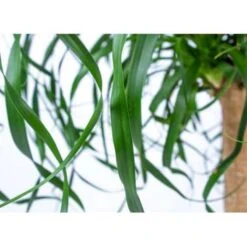 Beaucarnea 'Recurvata' - Olifantspoot - Pot 24 Cm - ↕85 Cm -Prospeli Winkel 1445654421 0102