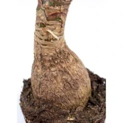 Beaucarnea 'Recurvata' - Olifantspoot - Pot 24 Cm - ↕85 Cm -Prospeli Winkel 1445654421 0103