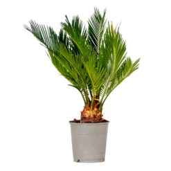 Cycas Revoluta β Vredespalm β β12 Cm - β30-40 Cm