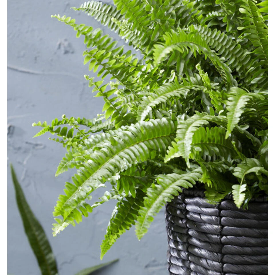 Krulvaren - Nephrolepis - Luchtzuiverende Pot 12 Cm - ↕40 Cm 4 Krulvaren - Nephrolepis - Luchtzuiverende Pot 12 Cm - ↕40 Cm - Afbeelding 2