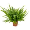 Krulvaren - Nephrolepis - Luchtzuiverende Pot 12 Cm - ↕40 Cm -Prospeli Winkel 1482686567