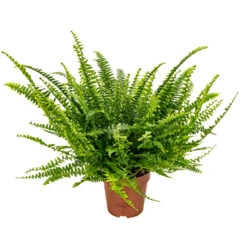 Krulvaren - Nephrolepis - Luchtzuiverende Pot 12 Cm - ↕40 Cm