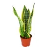 Sansevieria 'Suba' - Pot 12 Cm - ↕45 Cm 1 Sansevieria 'Suba' - Pot 12 Cm - ↕45 Cm -Prospeli Winkel 1530376370