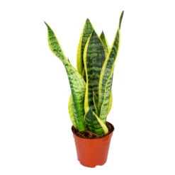 Sansevieria 'Suba' - Pot 12 Cm - β45 Cm