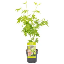 Acer Palmatum 'Going Green' – Japanse Esdoorn – ⌀10,5 Cm - ↕25-30 Cm