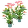 2x Anthurium 'Aristo' Roze – Flamingoplant - ⌀12 Cm - ↕30-40 Cm -Prospeli Winkel 1567279544