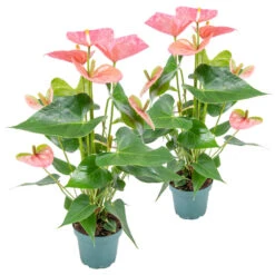 2x Anthurium 'Aristo' Roze – Flamingoplant - ⌀12 Cm - ↕30-40 Cm