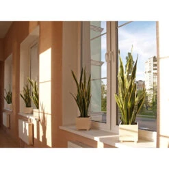 Sansevieria 'Black Coral' 4x - Pot 9 Cm - ↕35 Cm -Prospeli Winkel 1585750820 0102