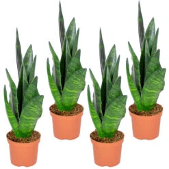Sansevieria 'Black Coral' 4x - Pot 9 Cm - β35 Cm