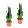 Sansevieria 'Black Coral' 2x - Pot 9 Cm - ↕35 Cm -Prospeli Winkel 1585813362