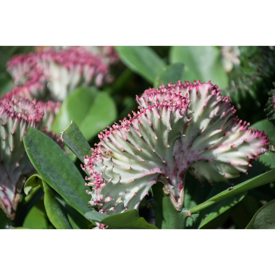 Euphorbia Lactea 'Cristata' - Cactus - Pot 11 Cm - Hoogte 30 Cm 6 Euphorbia Lactea 'Cristata' - Cactus - Pot 11 Cm - Hoogte 30 Cm - Afbeelding 4