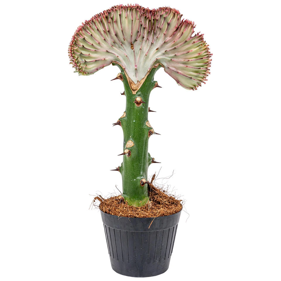 Euphorbia Lactea 'Cristata' - Cactus - Pot 11 Cm - Hoogte 30 Cm 3 Euphorbia Lactea 'Cristata' - Cactus - Pot 11 Cm - Hoogte 30 Cm