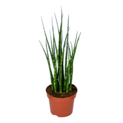 Sansevieria 'Fernwood Mikado' - Pot 12 Cm - ↕35 Cm