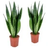 Vrouwentong - SansevieriaxL 'Zeylanica' 2x - Pot 17 Cm - ↕65 Cm