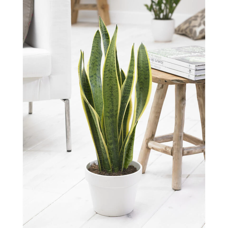 Sansevieria 'Zeylanica' 2x - Pot 9 Cm - ↕35 Cm 5 Sansevieria 'Zeylanica' 2x - Pot 9 Cm - ↕35 Cm - Afbeelding 3