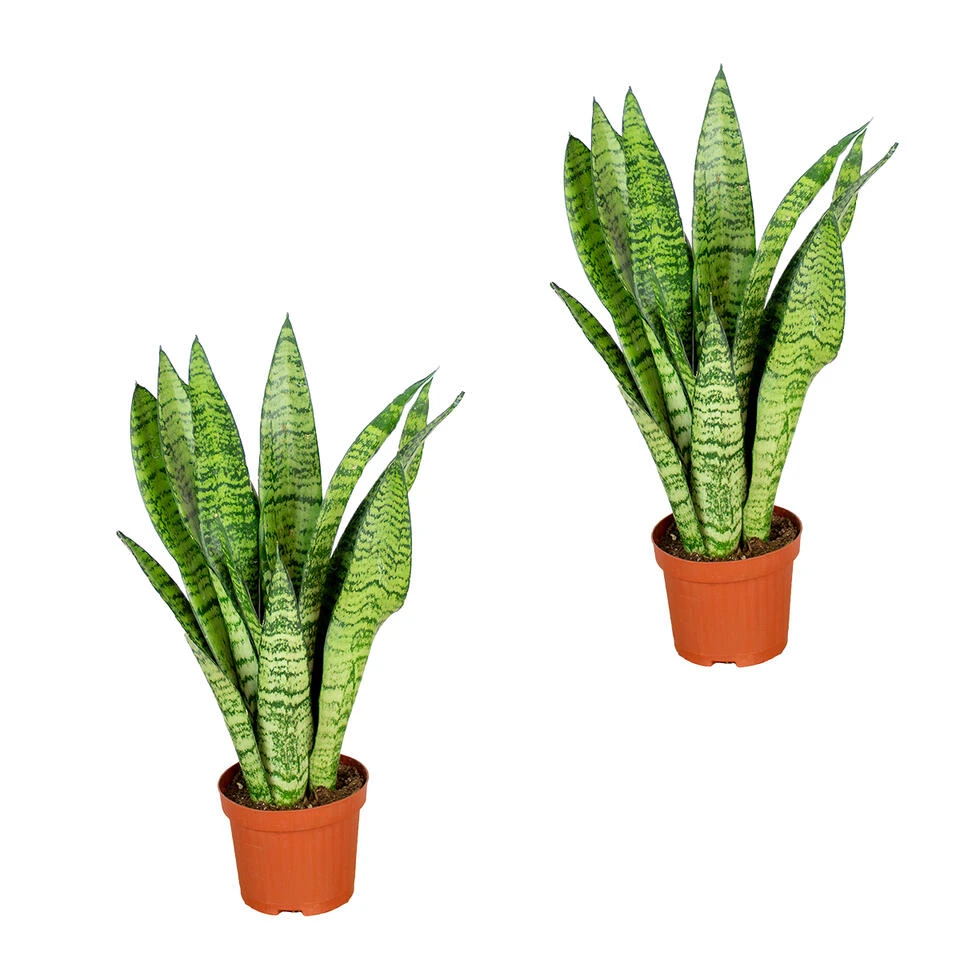 Sansevieria 'Zeylanica' 2x - Pot 9 Cm - ↕35 Cm 3 Sansevieria 'Zeylanica' 2x - Pot 9 Cm - ↕35 Cm