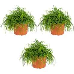 3x Rhipsalis Baccifera 'Oasis' - Koraalcactus - ⌀10,5 Cm - ↕10-15 Cm
