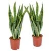 2x Sansevieria 'Laurentii' XL – Vrouwentong – ⌀17cm – ↕55-65 Cm -Prospeli Winkel 1844085456