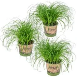 3x Cyperus 'Zumula' - Kattengras - ⌀12 Cm - ↕20-25 Cm