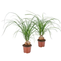 Beaucarnea 'Nolina' - Olifantspoot 2x- Pot 12 Cm - ↕40 Cm