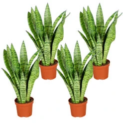 Sansevieria 'Zeylanica' 4x - Pot 9 Cm - ↕35 Cm
