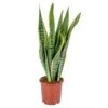 Sansevieria 'Laurentii' XL – Vrouwentong – ⌀17cm – ↕55-65 Cm -Prospeli Winkel 1919120879