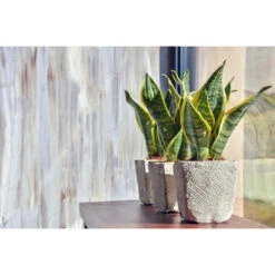 Sansevieria 'Suba' 4x - Pot 9 Cm - ↕35 Cm -Prospeli Winkel 1934129674 0103