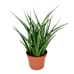 Sansevieria 'Fernwood Punk' - Pot 12 Cm - β35 Cm