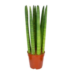Sansevieria 'Straight' - Pot 12 Cm - β40 Cm