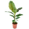Musa Cavendish - Bananenplant - β21 Cm - β90-100 Cm 1 Musa Cavendish - Bananenplant - β21 Cm - β90-100 Cm -Prospeli Winkel 1950008520