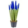 Sansevieria Velvet Touch P9H35 -Prospeli Winkel 1994644926