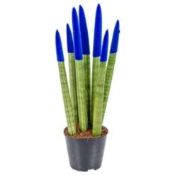 Sansevieria Velvet Touch P9H35