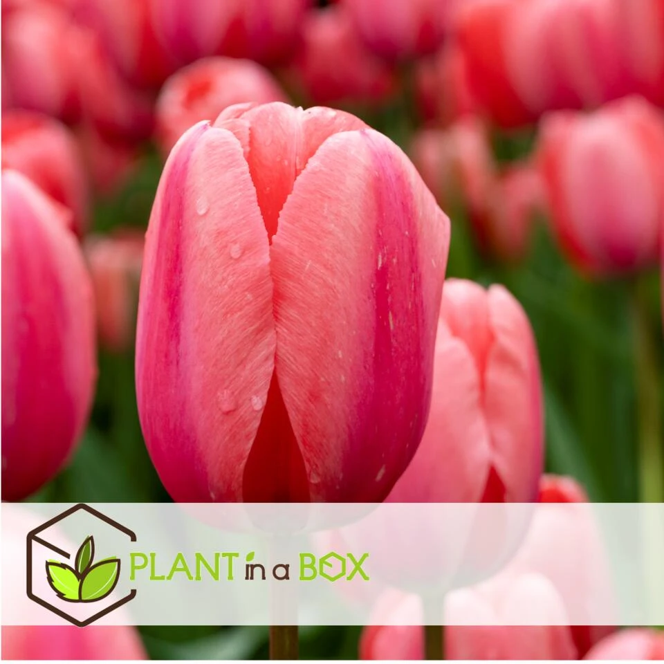 Plant In A Box - Tulipa Design Impression - Bloem Bollen X20 - Tulp - Roze 4 Plant In A Box - Tulipa Design Impression - Bloem Bollen X20 - Tulp - Roze - Afbeelding 2
