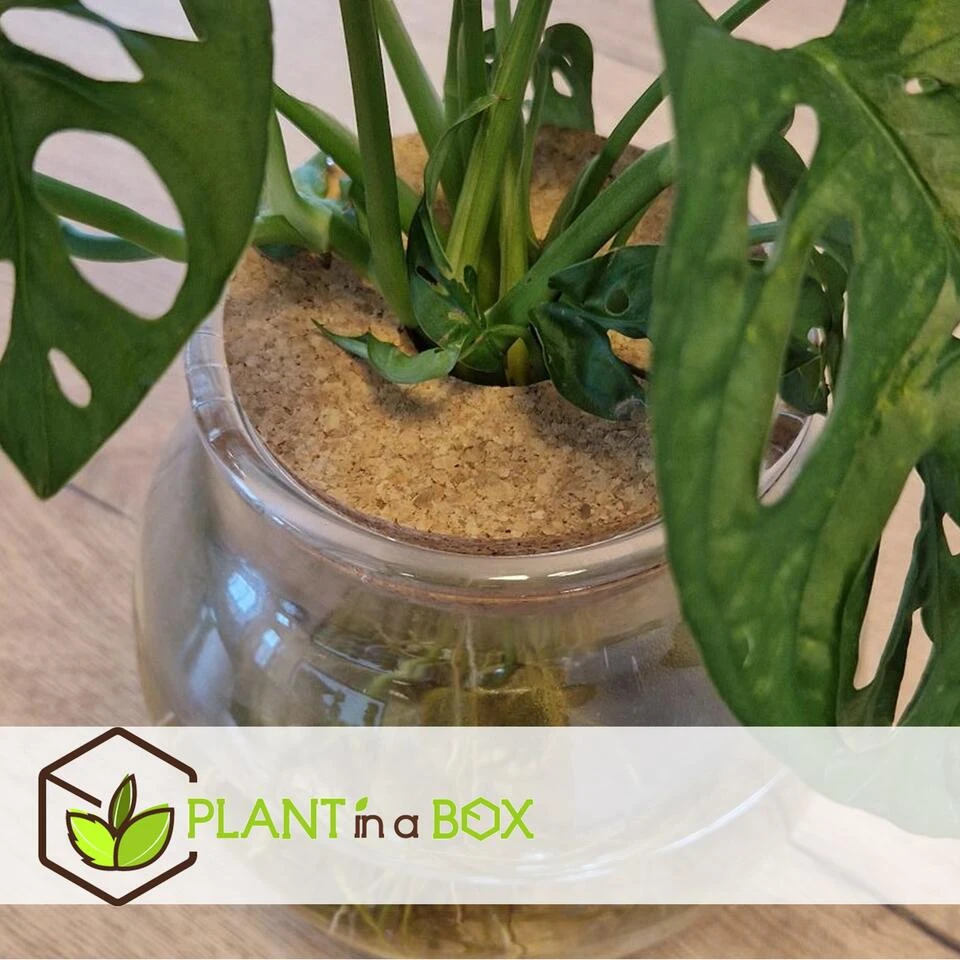 Plant In A Box - Monstera Monkey Mask Gatenplant Hydroponie Kamerplant Op Water 5 Plant In A Box - Monstera Monkey Mask Gatenplant Hydroponie Kamerplant Op Water - Afbeelding 3