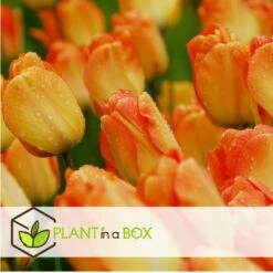Tulipa Daydream - Bloem Bollen X20 - Tulp - Oranje 9 Tulipa Daydream - Bloem Bollen X20 - Tulp - Oranje -Prospeli Winkel 1b2cc4402e1846299dc47980d9126626
